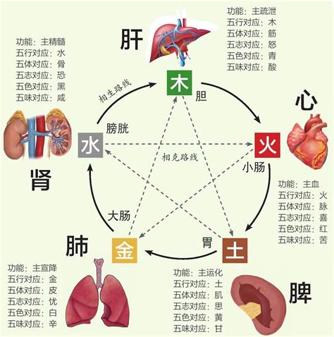 五行 五脏